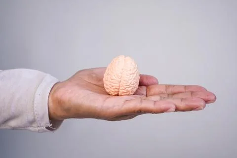 A close-up shot of a person holding a miniature human brain model in their .. Stock Photos