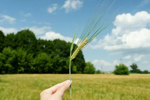 Close-up shot of a person's hand holding a single green stalk of wheat. Stock Photos