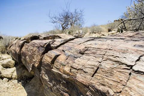 Close-up shot of petrified tree trunk at petrified forest in Namibia Stock Photos