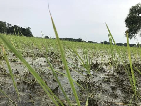 The close up shot Stock Photos