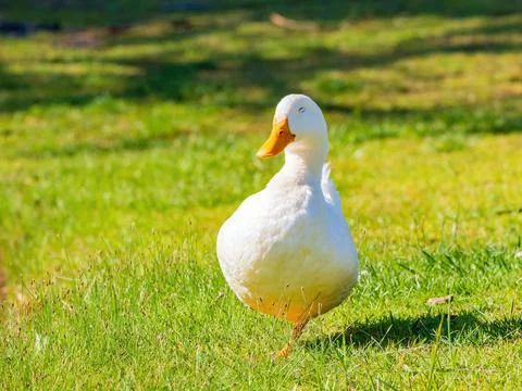 Close up shot of Stock Photos