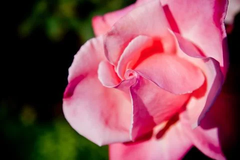 A close shot photo of colorful rose Stock Photos