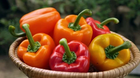 Close-up shot of pick up colorful bell peppers one by one from the basket Stock Footage
