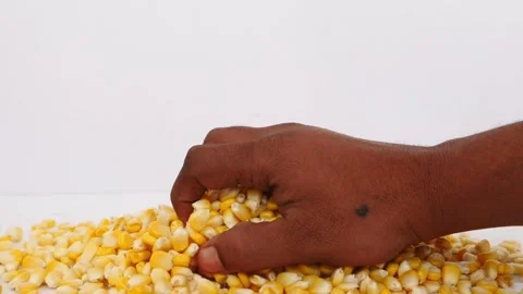 Close shot of picking up corn seeds from heap of corn seeds Stock-Footage 148217884