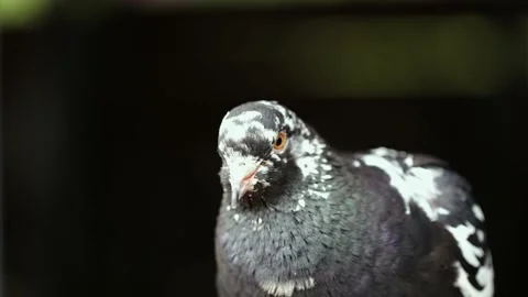 Close up shot of pigeon moving its head and blinking its eyes Stock Footage 237332196