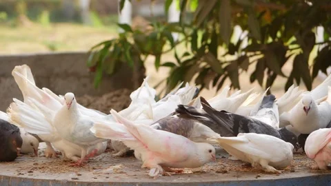 Close shot of pigeons picking up grains from ground Stockbeeldmateriaal 150714538