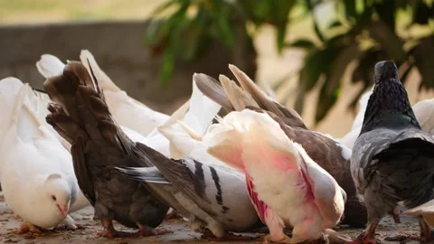 Close shot of pigeons picking grains from ground, View of pigeons sitting Vídeo Stock 150714570