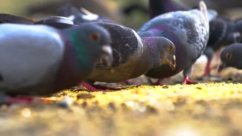 Close Up Shot of Pigeons, Slow Motion Stock Footage 170488681