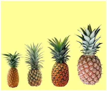 A close up shot of pine apple fruit isolated on yellow background. Stock Photos
