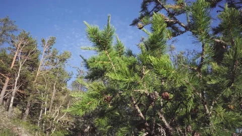 Close-up shot of pine branches. Stock Footage 113047098