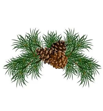 A close up shot of pine code fruit isolated on white background. Stock Illustration