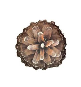 A close up shot of pine code fruit isolated on white background. Stock Illustration