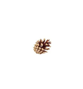A close up shot of pine code fruit isolated on white background. Stock Photos