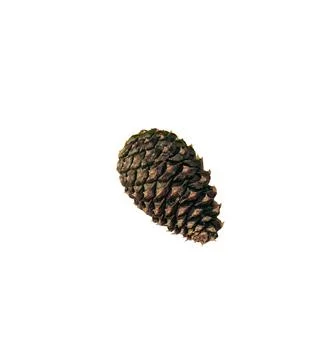 A close up shot of pine code fruit isolated on white background. Stock Photos