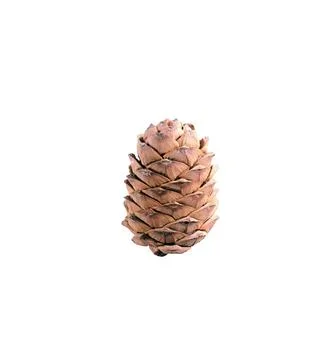 A close up shot of pine code fruit isolated on white background. 스톡 사진