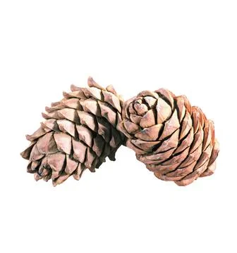 A close up shot of pine code fruit isolated on white background. Stock Photos