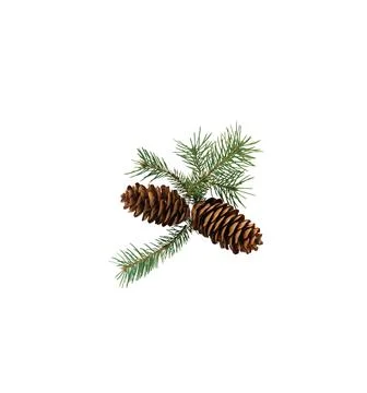 A close up shot of pine code fruit isolated on white background. Foto stock