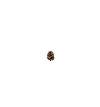 A close up shot of pine code fruit isolated on white background. Stock Photos