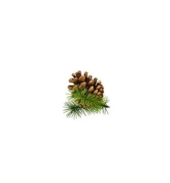 A close up shot of pine code fruit isolated on white background. Foto stock