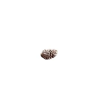 A close up shot of pine code fruit isolated on white background. 스톡 사진