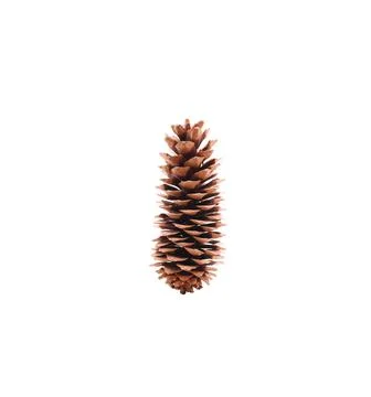 A close up shot of pine code isolated on white background. Stock Photos