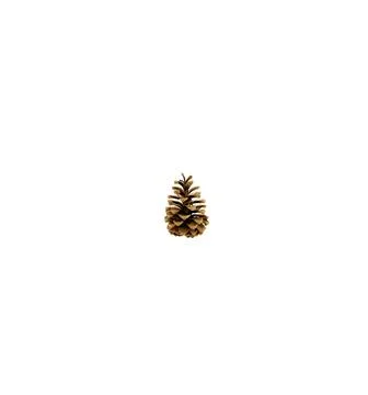 A close up shot of pine code isolated on white background. Stock Photos