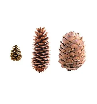 A close up shot of pine code isolated on white background. Foto stock