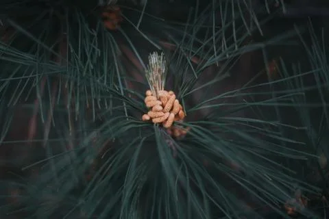 Close up shot of pine cone with copy space. 스톡 사진