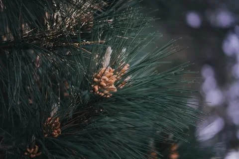 Close up shot of pine cone. 库存照片