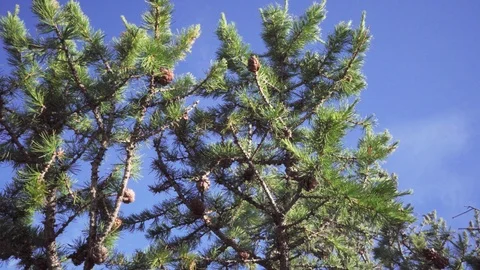 Close-up shot of a pine crown Stock Footage 113047026