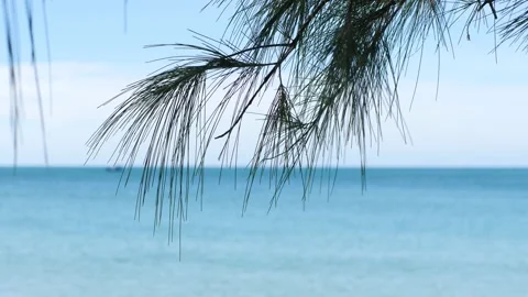 A close up shot of pine leaves on branch in unfucosed blue ocean in background. Stock Footage 146825767