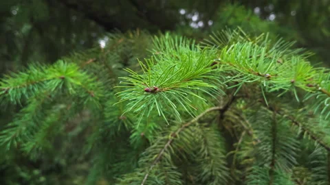 A close-up shot of the pine tree branch after the rain. Stock Footage 285568699