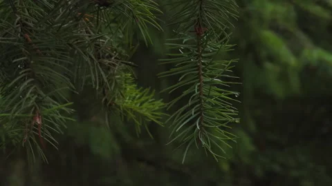 A close-up shot of the pine tree branch after the rain Stock Footage 285568883