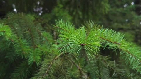 A close-up shot of the pine tree branch after the rain. Stock Footage 285568896
