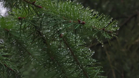 A close-up shot of the pine tree branch after the rain. Stock Footage 285568898