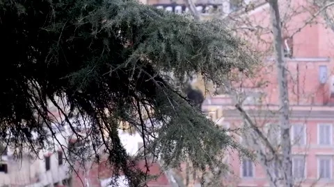 A close-up shot of the pine tree branch on the blurry background. Stock Footage 287219537