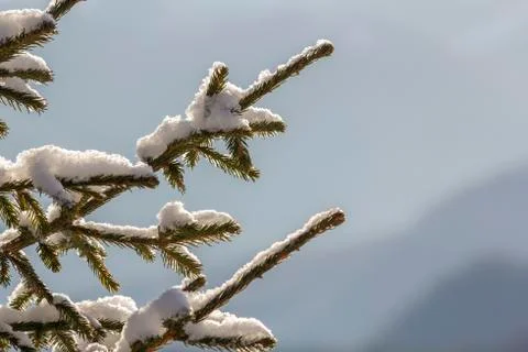 Close-up shot of pine tree branche with green needles covered with deep fresh 스톡 사진