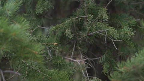 A close up shot of pine tree branches in a forest. Stock Footage 133465901