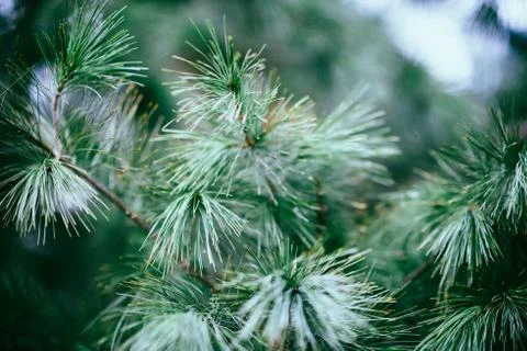 Close shot of pine tree branches with a blurred background 스톡 사진