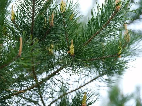 Close-up shot of pine tree branches with young green shoots Stock Photos