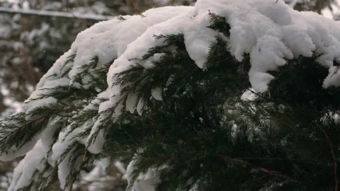 Close up shot of pine tree covered in snow Video stock 195961412