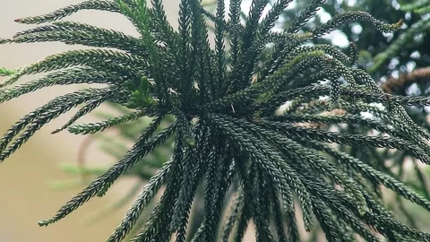 Close up shot of pine tree leaves Stock Footage 300061537