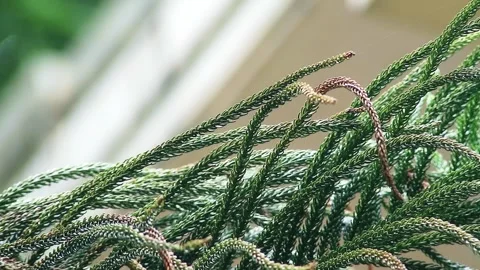 Close up shot of pine tree leaves Stock Footage 300061644