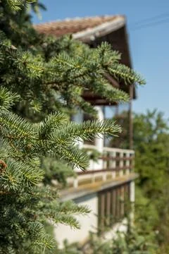 Close up shot of pine tree needle leaf. Foto stock