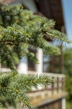 Close up shot of pine tree needle leaf. Stock Photos