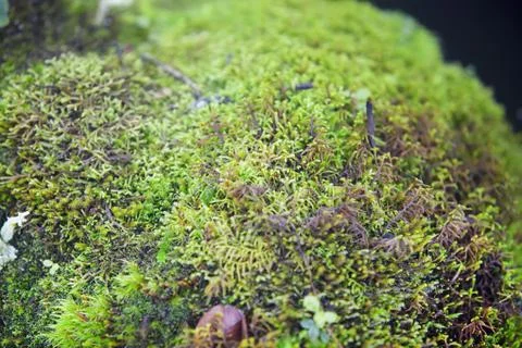 Close-up shot of a pine tree Stock Photos