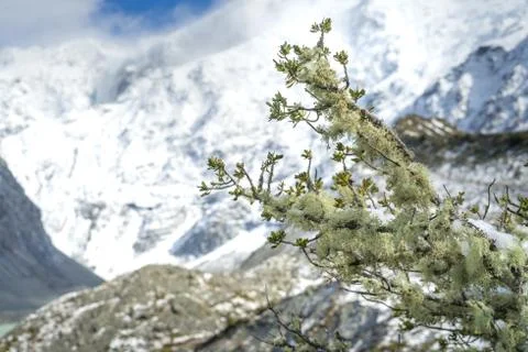 Close up shot of pine tree with snow mountain in background. Stock Photos