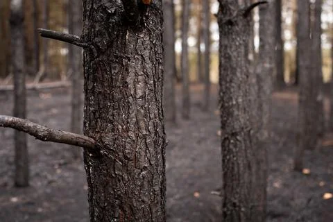 Close-up shot of pine trunk, completely black and deeply burned Stock Photos