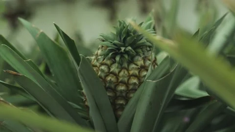 A close-up shot of a pineapple in a pineapple plantation in a tent. 库存影片 204987744