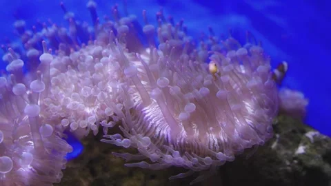 Close-up shot of pink bubble-tip anemone tentacles in a saltwater aquarium... Vídeos de archivo 340184139